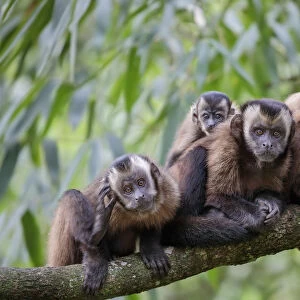 Brown / Tufted Capuchin (Cebus apella) family group in cloud forest, Manu Biosphere Reserve, Peru