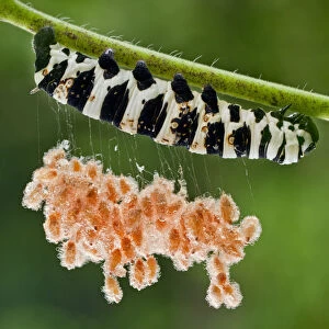Brush footed butterfly (Lycorea sp. ) caterpillar with parasitic wasp cocoons on silk threads