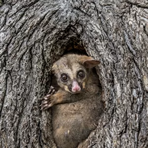 Brushtail possum (Trichosurus vulpecula) in a tree hollow / hole looking out during the day