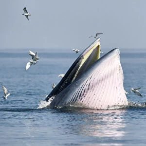 Brydeas whale (Balaenoptera edeni edeni) adult female feeding at surface on anchovies