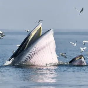 Bryde's whale adult female feeding at surface print Bryde's whale adult female feeding at surface print