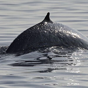 Brydes whale (Balaenoptera brydei) breaching, Raja Ampat, Western Papua, Indonesian New Guinea