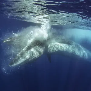 Bryde's Whale Feeding Print Bryde's Whale Feeding Print