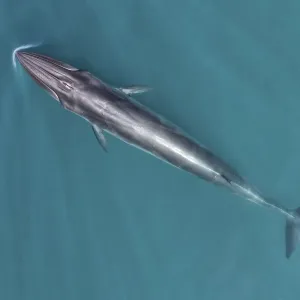 Brydes Whale Aerial Print Brydes Whale Aerial Print