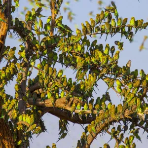 Budgerigars (Melopsittacus undulatus), flocking to find water, Northern Territory