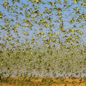 Budgerigars (Melopsittacus undulatus) flocking to find water, Northern Territory