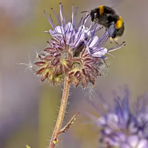 Buff-tailed bumble bee (Bombus terrestris) worker feeding on nectar from a Scorpionweed
