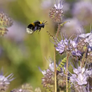 Buff-tailed bumble bee (Bombus terrestris) worker alighting on a Scorpionweed (Phacelia