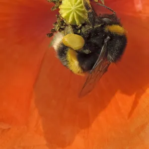 Buff-tailed bumble bee (Bombus terrestris) on field poppy (Papaver rhoeas) showing