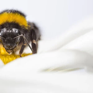 Buff-tailed Bumblebee (Bombus terrestris) worker feeding on Ox-eye Daisy (Leucanthemum vulgare)