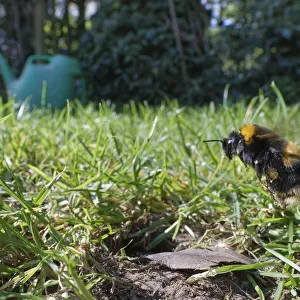 Buff-tailed bumblebee (Bombus terrestris) queen about to land at her nest burrow in a