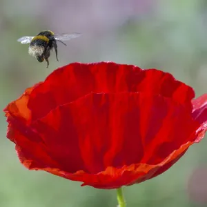 Buff-tailed bumblebee in flight to Oriental poppy Print Buff-tailed bumblebee in flight to Oriental poppy Print