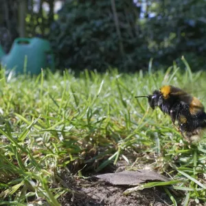 Buff-tailed Bumblebee Queen Print Buff-tailed Bumblebee Queen Print