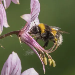 Buff-tailed bumblebee (Bombus terrestris) visiting flower of Dittany (Dictamnus albus), Umbria, Italy. May Buff-tailed bumblebee (Bombus terrestris) visiting flower of Dittany (Dictamnus albus), Umbria, Italy. May