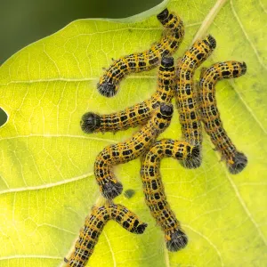 Buff tip moth (Phalera bucephala) caterpillars feeding on leaf, Meeth Quarry, Devon, UK