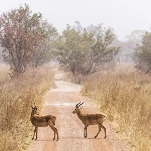 Buffons kob (Kobus Kob) on track in Pendjari National Park, Benin