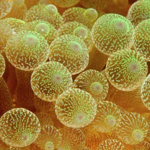 Bulb tentacle sea anemone (Entacmaea quadricolor) close up detail, Maldives, Indian Ocean