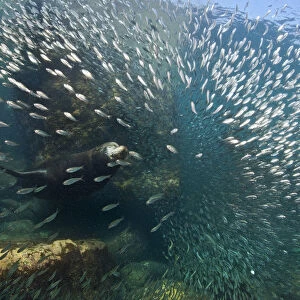 A bull California sealion (Zalophus californianus) bursting through a school of baitfish