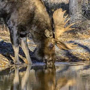 Bull Moose (Alces alces) drinking from mountain stream, Grand Teton National Park, Wyoming, USA. October