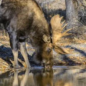 Bull Moose Print: Mountain Stream Scene, Grand Teton National Park Bull Moose Print: Mountain Stream Scene, Grand Teton National Park