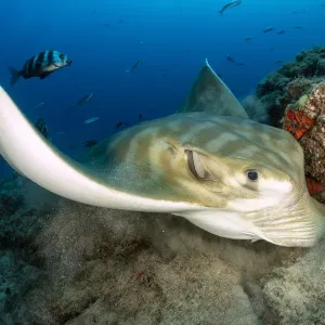 Bull ray (Pteromylaeus bovinus), South Tenerife, Canary Islands, Atlantic Ocean Bull ray (Pteromylaeus bovinus), South Tenerife, Canary Islands, Atlantic Ocean