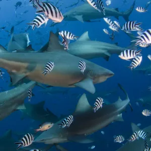 Bull sharks (Carcharhinus leucas) in Beqa (Benga) Lagoon, a reserve where sharks