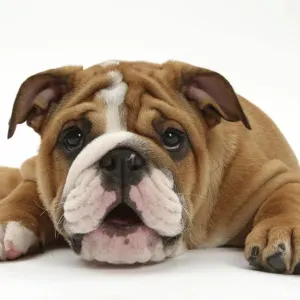 Bulldog pup, age 11 weeks, lying with chin on the floor Bulldog pup, age 11 weeks, lying with chin on the floor