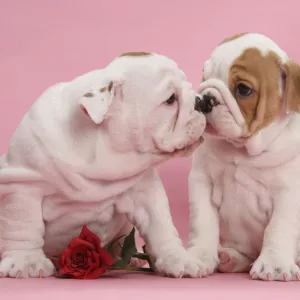 Bulldog puppies with red rose, kissing