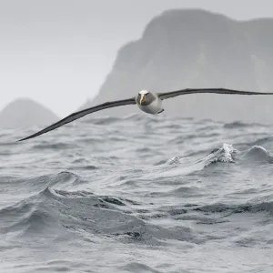 Bullers albatross (Thalassarche bulleri) flying over sea, Chatham Islands, off Bullers albatross (Thalassarche bulleri) flying over sea, Chatham Islands, off