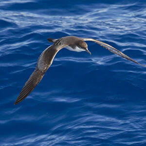 Bullers shearwater (Puffinus bulleri) in flight low over the water, showing upperwing