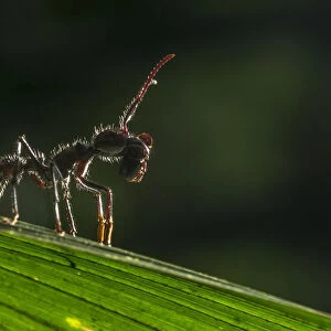 Bullet ant (Paraponera clavata) with prey, lowland rainforests, Southeastern Nicaragua
