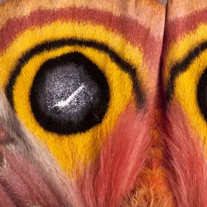 Bullseye / Io moth (Automeris io) showing eye spot markings on wings during deimatic