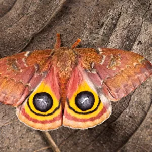 Bullseye / Io moth (Automeris io) showing eye spot markings on wings during deimatic