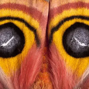 Bullseye / Io moth Print (Automeris io) showing eye spots Bullseye / Io moth Print (Automeris io) showing eye spots