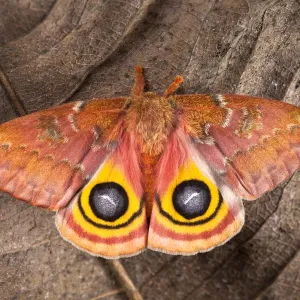 Bullseye / Io moth (Automeris io) showing eye spot markings on wings during deimatic Bullseye / Io moth (Automeris io) showing eye spot markings on wings during deimatic