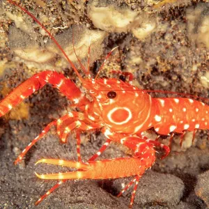 Bullseye reef lobster (Hoplometopus holthuisi) on rocky seabed, Hawaii, Pacific Ocean Bullseye reef lobster (Hoplometopus holthuisi) on rocky seabed, Hawaii, Pacific Ocean