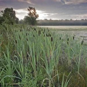 Typha latifolia (Bulrush) Petit Champ de Tir, Brasschaat, Belgique Typha latifolia (Bulrush) Petit Champ de Tir, Brasschaat, Belgique