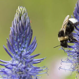Bumblebee (Bombus) on Rampion flower (Phyteuma), France, May