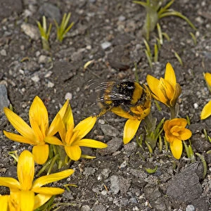 Bumblebee (Bombus sp) queen feeding on Crocus (Crocus korolkowii), covered in pollen