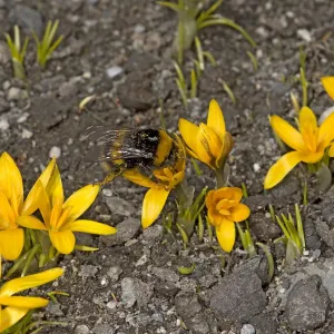 Bumblebee Queen Feeding on Pollen-Covered Crocus Print Bumblebee Queen Feeding on Pollen-Covered Crocus Print
