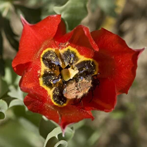 Bumblebee scarab (Amphicoma vulpes) pair mating in Tulip (Tulipa armena) flower