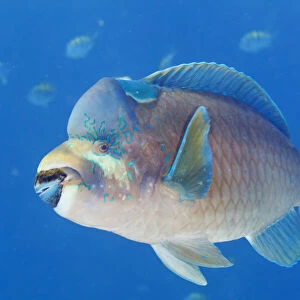 Bumphead parrotfish (Scarus perrico), El Pardito Island