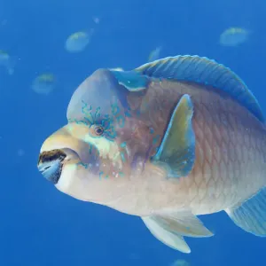 Bumphead parrotfish Print, El Pardito Island, Mexico Bumphead parrotfish Print, El Pardito Island, Mexico