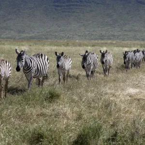 Burchells zebra (Equus quagga burchellii) walking in single file, Ngorongoro Crater