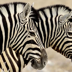 Burchells zebras (Equus quagga burchellii) standing side by side. Etosha NP, Namibia