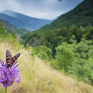 Burnet moth (Zygaena carniolica) on knapweed, in mountain habitat, Aosta Valley
