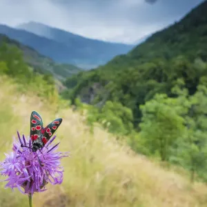 Burnet moth (Zygaena carniolica) on knapweed, in mountain habitat, Aosta Valley