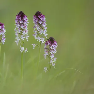 Burnt / Burnt-tip Orchid (Orchis ustulata) flowering in ancient alpine meadow. Nordtirol