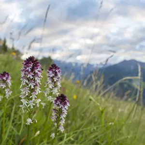 Burnt / Burnt-tip Orchid (Orchis ustulata) flowering in ancient alpine meadow. Nordtirol