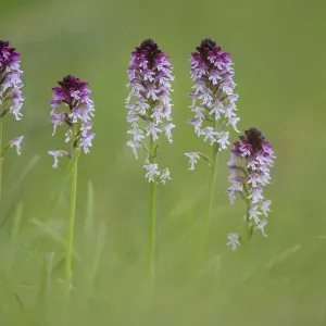 Burnt / Burnt-tip Orchid (Orchis ustulata) flowering in ancient alpine meadow. Nordtirol Burnt / Burnt-tip Orchid (Orchis ustulata) flowering in ancient alpine meadow. Nordtirol